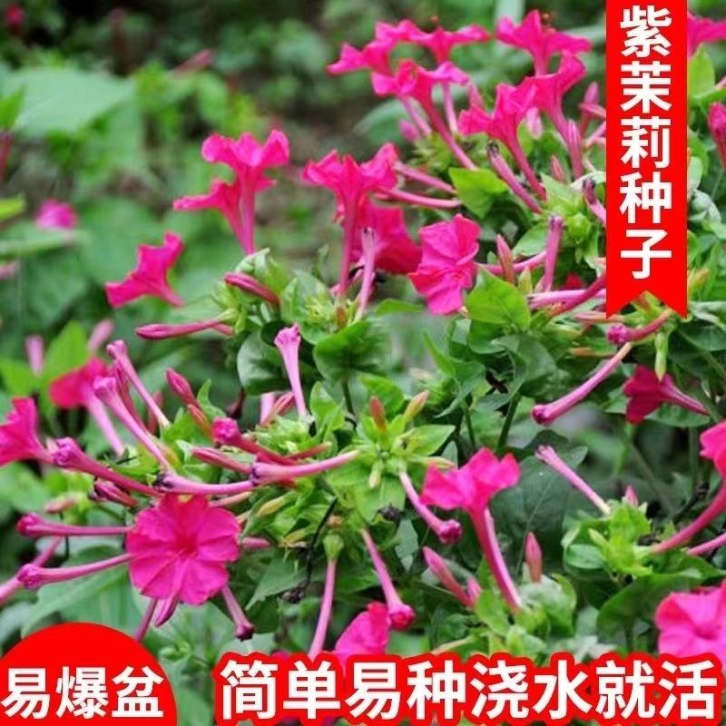 紫茉莉花种子混色茉莉花地雷花种子阳台易种盆栽五彩香茉莉花