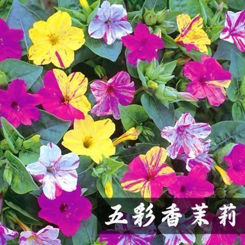 紫茉莉花种子混色茉莉花地雷花种子阳台易种盆栽五彩香茉莉花