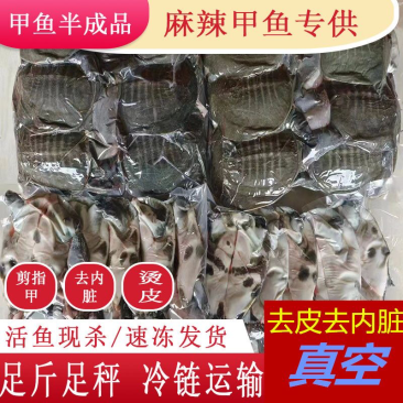 麻辣甲鱼规格半斤到一斤规格代杀量大价优发货