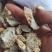 天花粉，瓜蒌根，花粉，纯野生，少量货源。