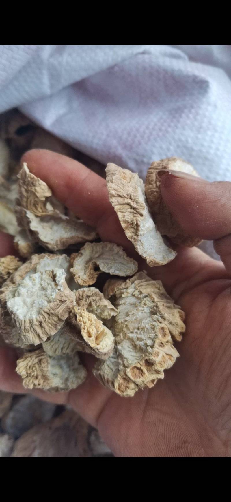 天花粉，瓜蒌根，花粉，纯野生，少量货源。