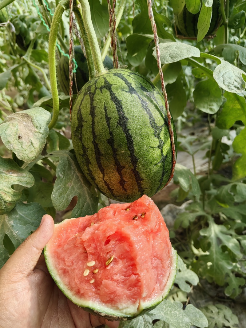 高品质小西瓜