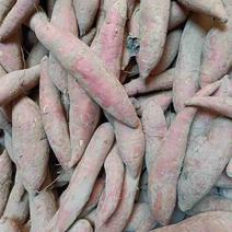 河南开封西瓜红红薯软糯可口，产地直发一手货源品质保证