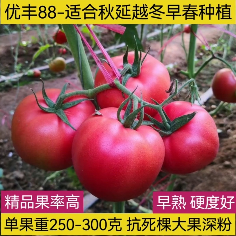 越夏秋延夏研春研早熟品种颜色亮大果产量高抗病毒