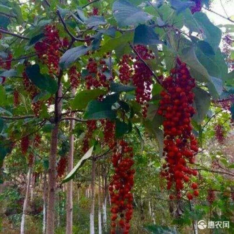 山桐子/山桐子苗/山桐子树苗/保质保量发货