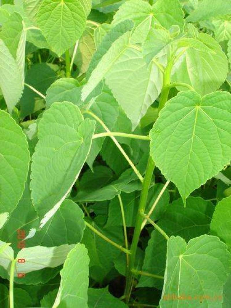 山桐子/山桐子苗/山桐子树苗/保质保量发货