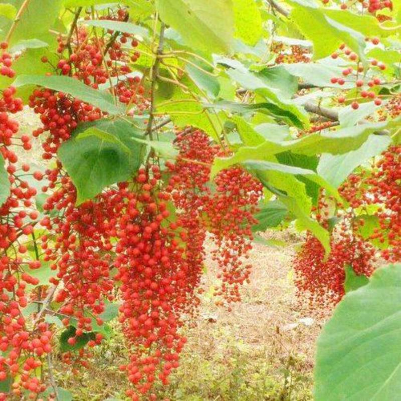 山桐子/山桐子苗/山桐子树苗/保质保量发货