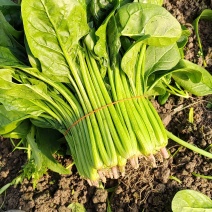 菠菜