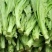 滇香大油麦菜种子耐热耐寒抗病无斑香甜油麦菜种子清甜脆嫩无
