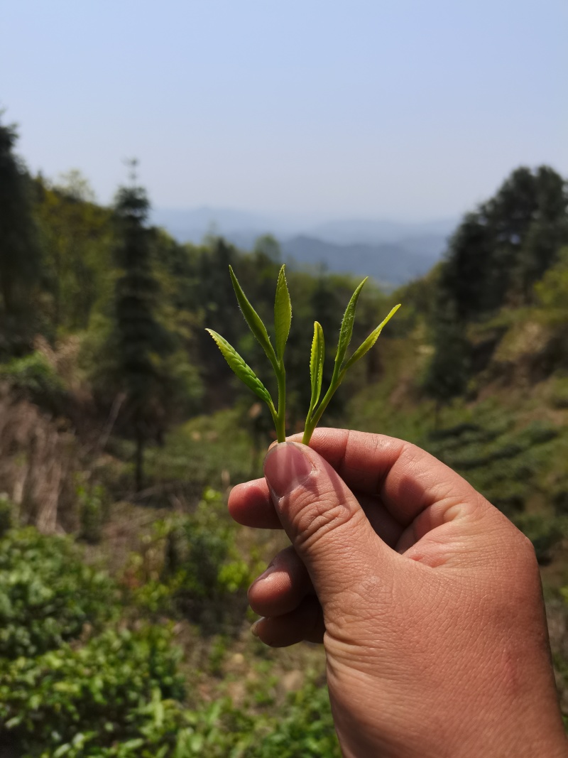 【精品】安化高山红茶，品质保障，多年老店，欢迎选购