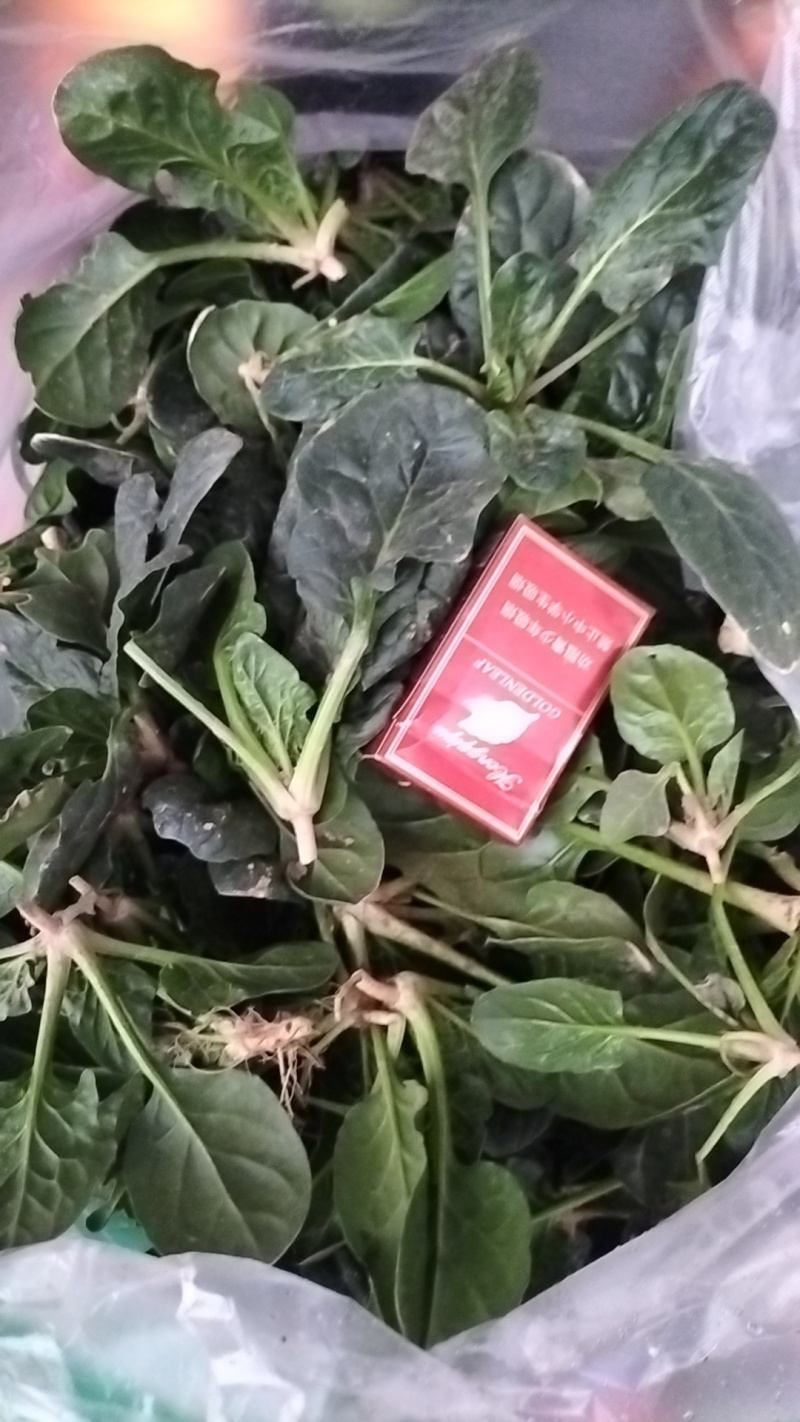 陆地趴地菠菜