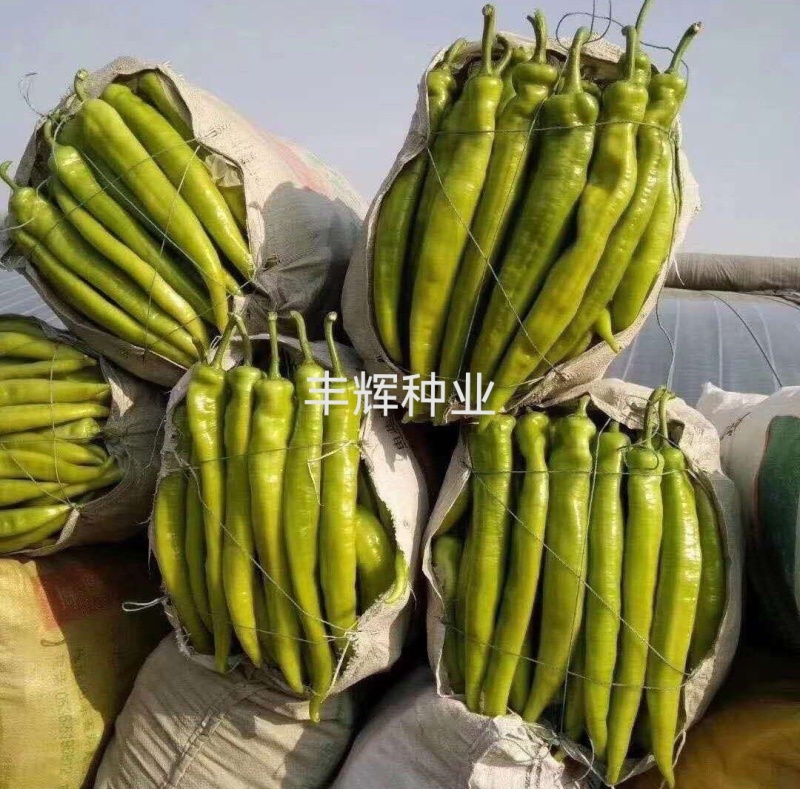 薄皮椒苗辣椒苗尖椒螺丝椒线椒苗产量高品质好抗病强