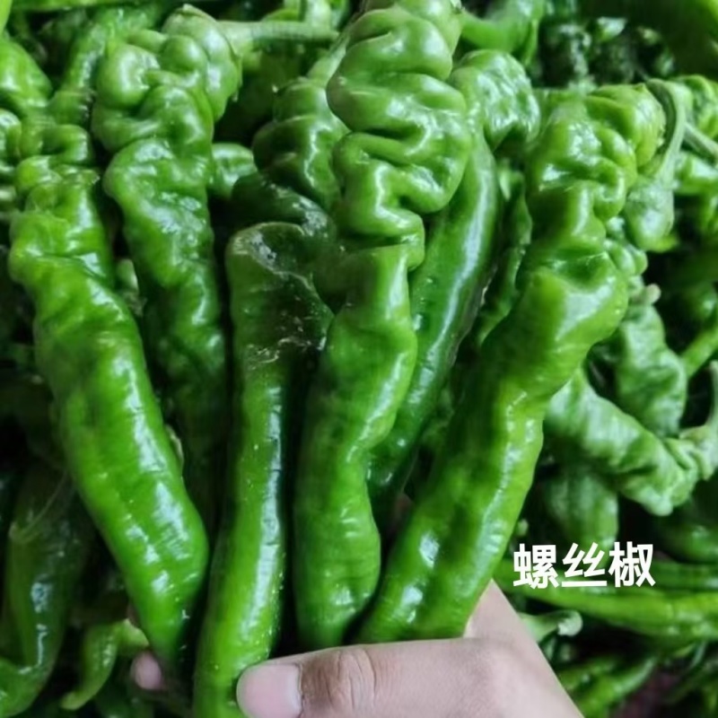 薄皮椒苗辣椒苗尖椒螺丝椒线椒苗产量高品质好抗病强