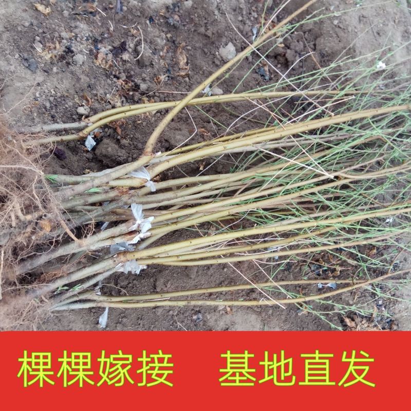 河南正宗黑布林李子苗黑宝石苗木钻木嫁接成品苗源头发