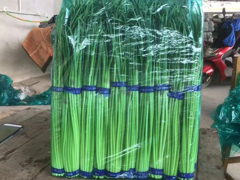 【推荐】江苏邳州红帽蒜薹大量供应冷库保鲜一手货源量大从优