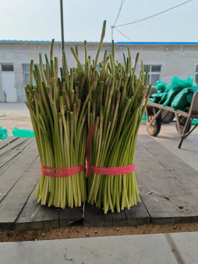 【推荐】江苏邳州红帽蒜薹大量供应冷库保鲜一手货源量大从优