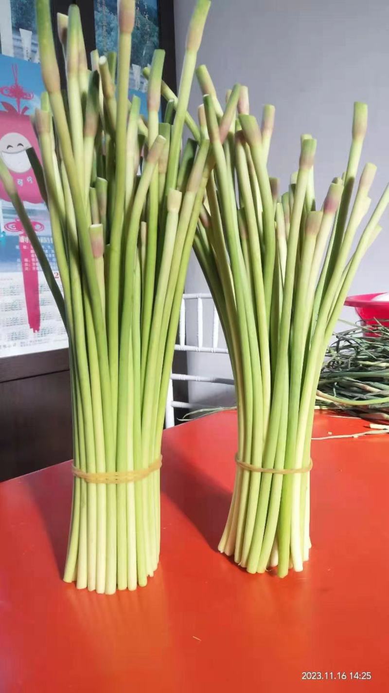 【推荐】江苏邳州红帽蒜薹大量供应冷库保鲜一手货源量大从优