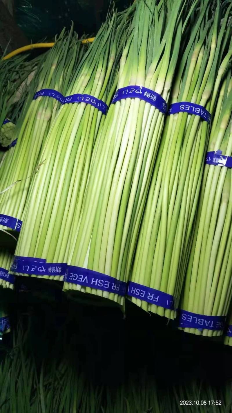 【推荐】江苏邳州红帽蒜薹大量供应冷库保鲜一手货源量大从优