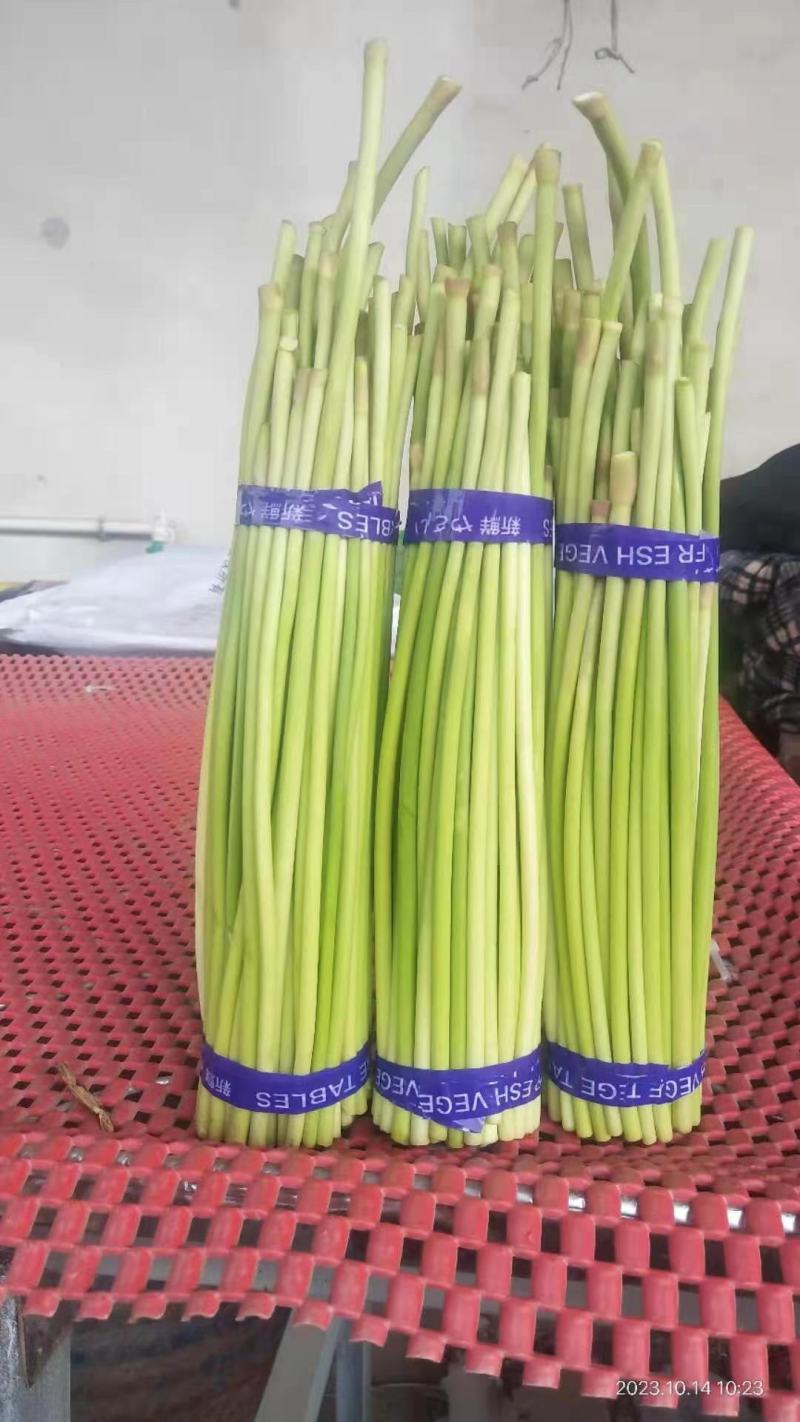 【推荐】江苏邳州红帽蒜薹大量供应冷库保鲜一手货源量大从优