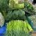 河南濮阳冷库保鲜蒜苔真一手货源量大从优欢迎咨询