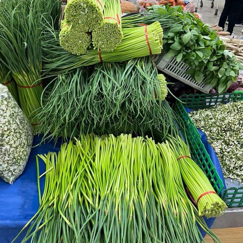 河南濮阳冷库保鲜蒜苔真一手货源量大从优欢迎咨询