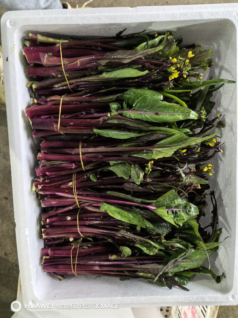 湖北精品红菜苔
