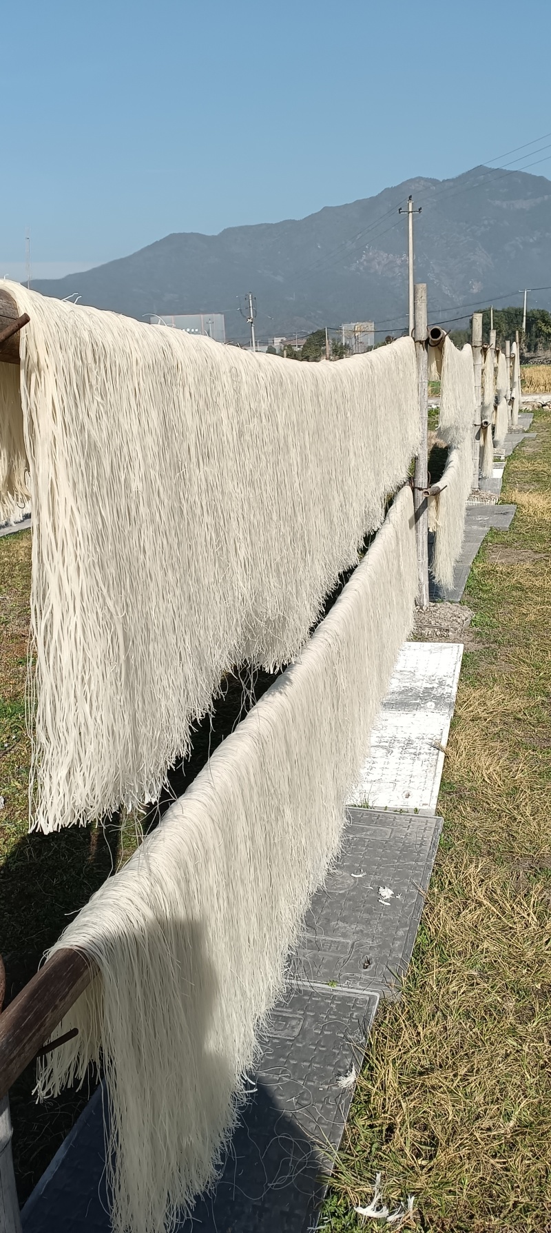 浙江台州纯正红薯粉条自家加工干净卫生供货量大纯度高全国接单