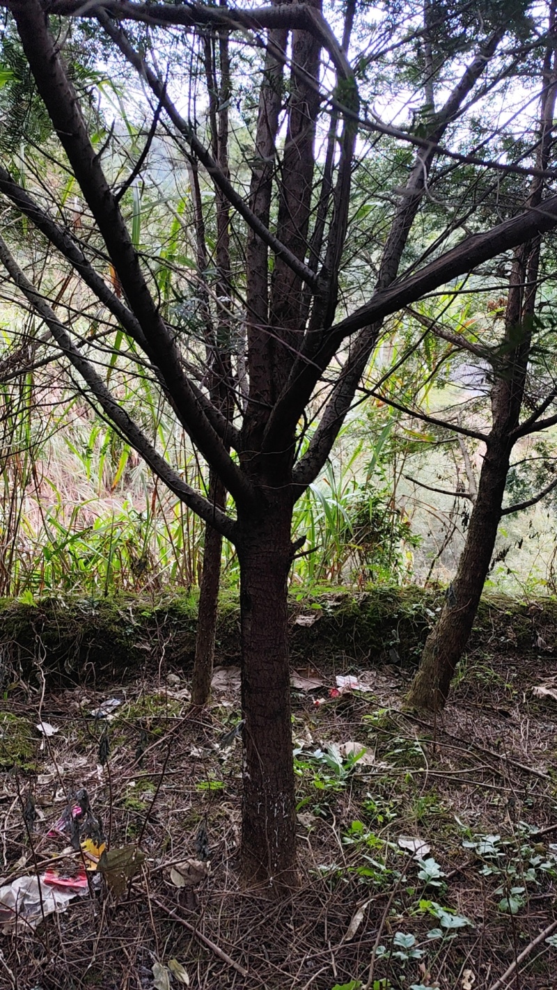 华南南岭山脉红豆杉