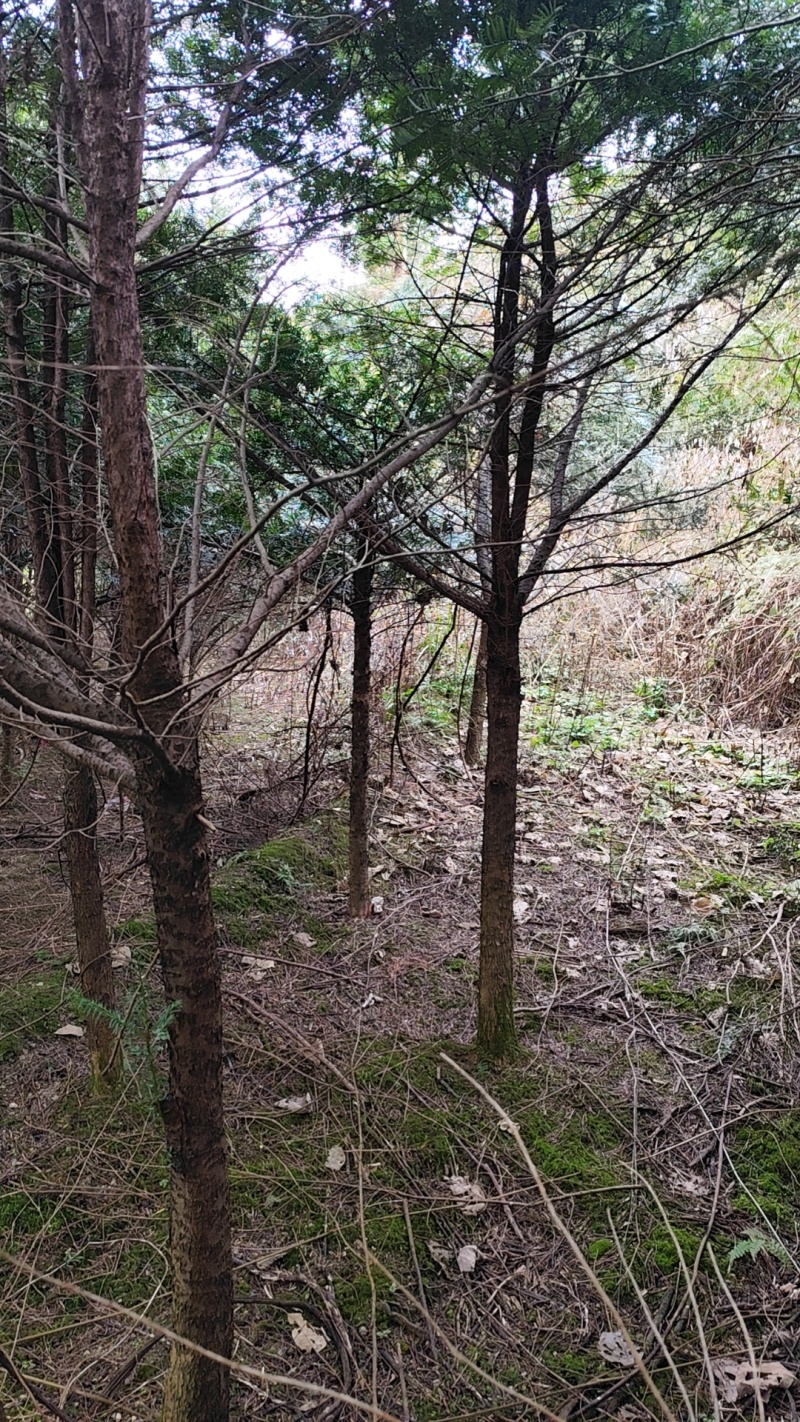 华南南岭山脉红豆杉