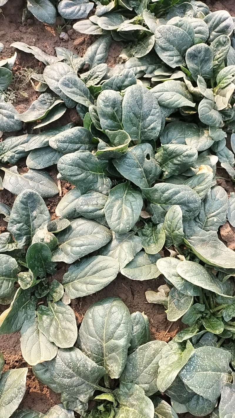 陆地趴地菠菜