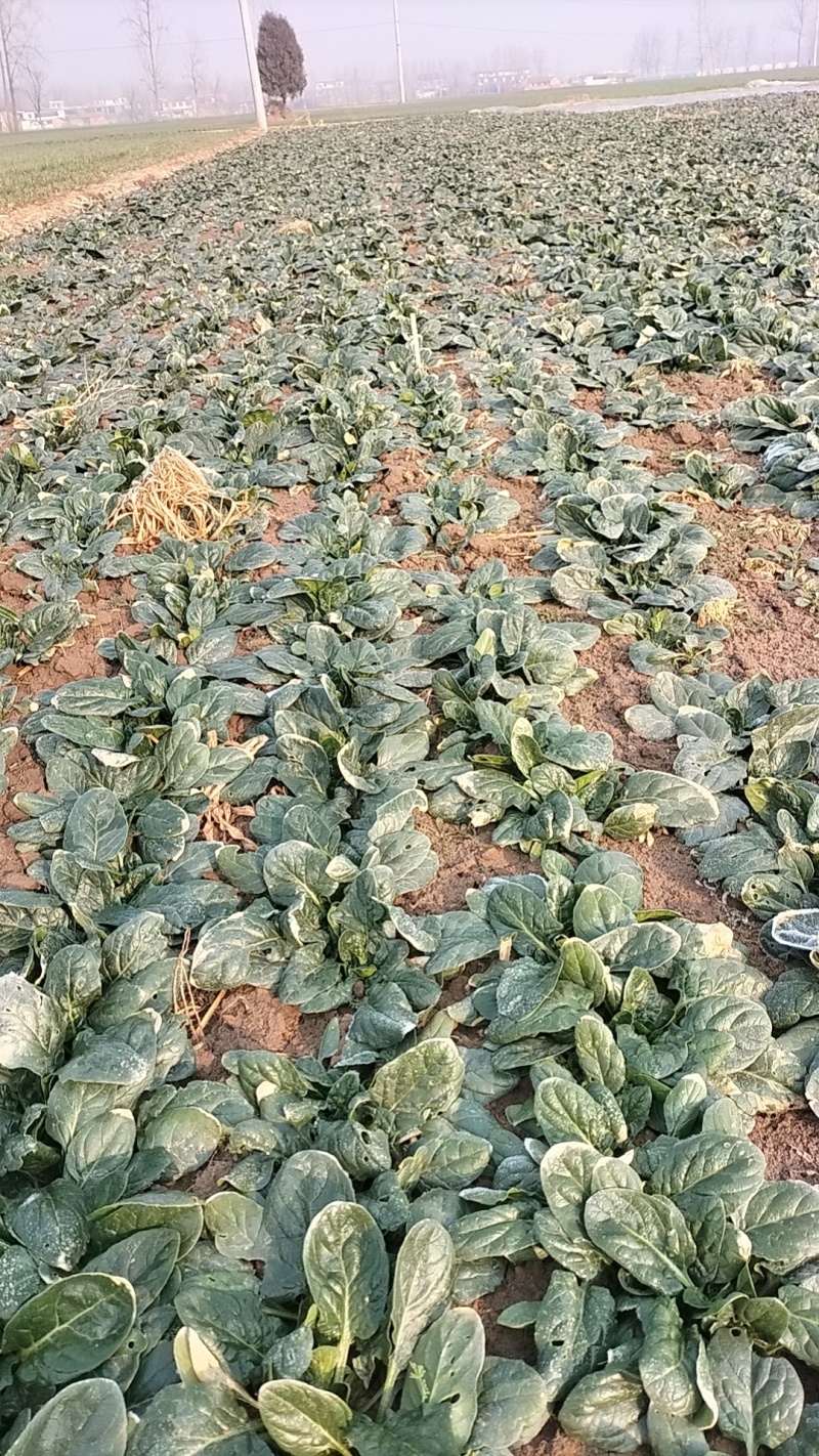 陆地趴地菠菜
