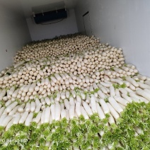 精品萝卜基地直供