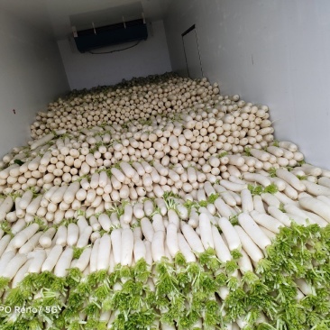 精品萝卜基地直供