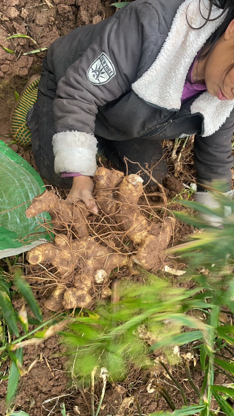 高杆多花姜型黄精