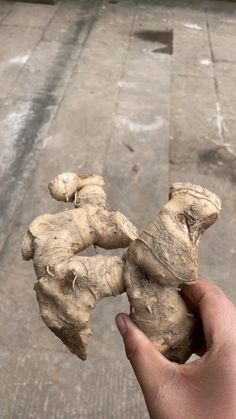 高杆多花姜型黄精