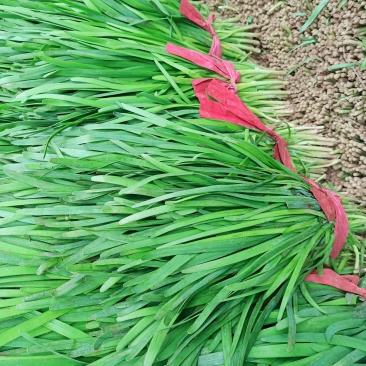 精品韭菜