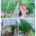 精品韭菜