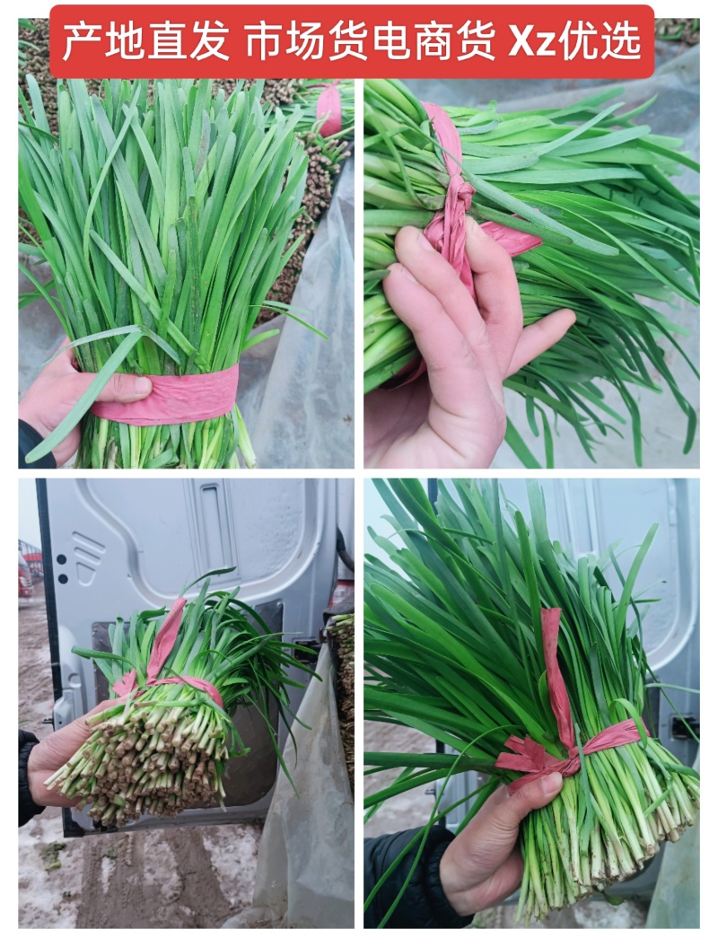 精品韭菜