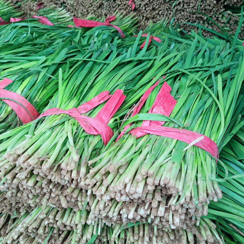 精品韭菜