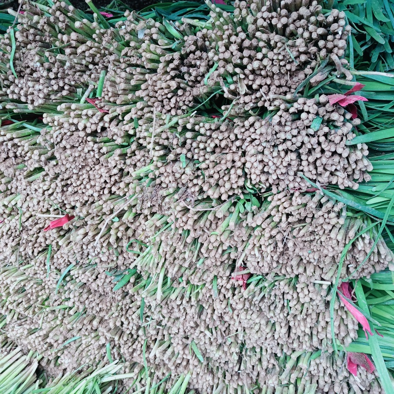 精品韭菜