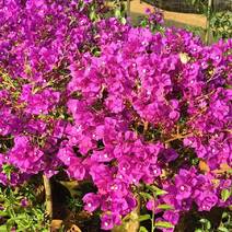 三角梅云南紫，勤花，爆花四季花品种，场地直销，