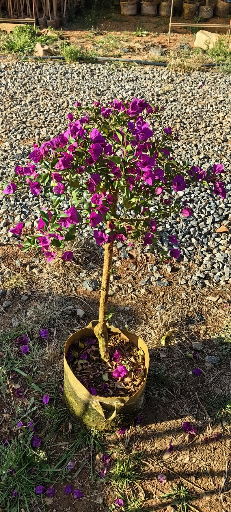 三角梅云南紫，勤花，爆花四季花品种，场地直销，