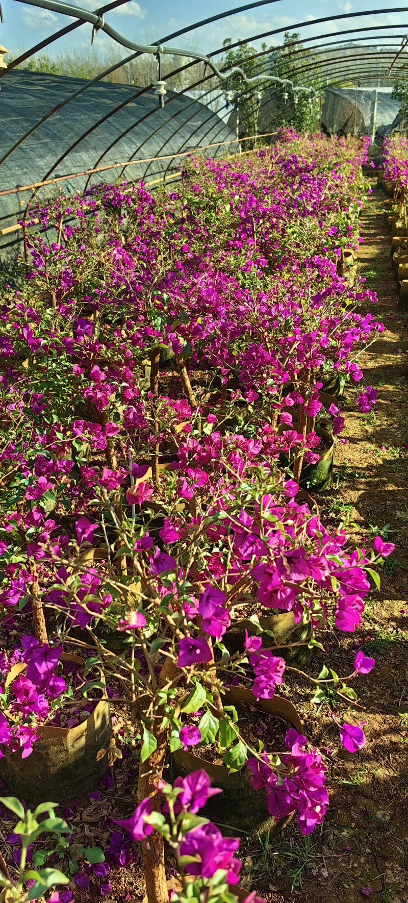 三角梅云南紫，勤花，爆花四季花品种，场地直销，