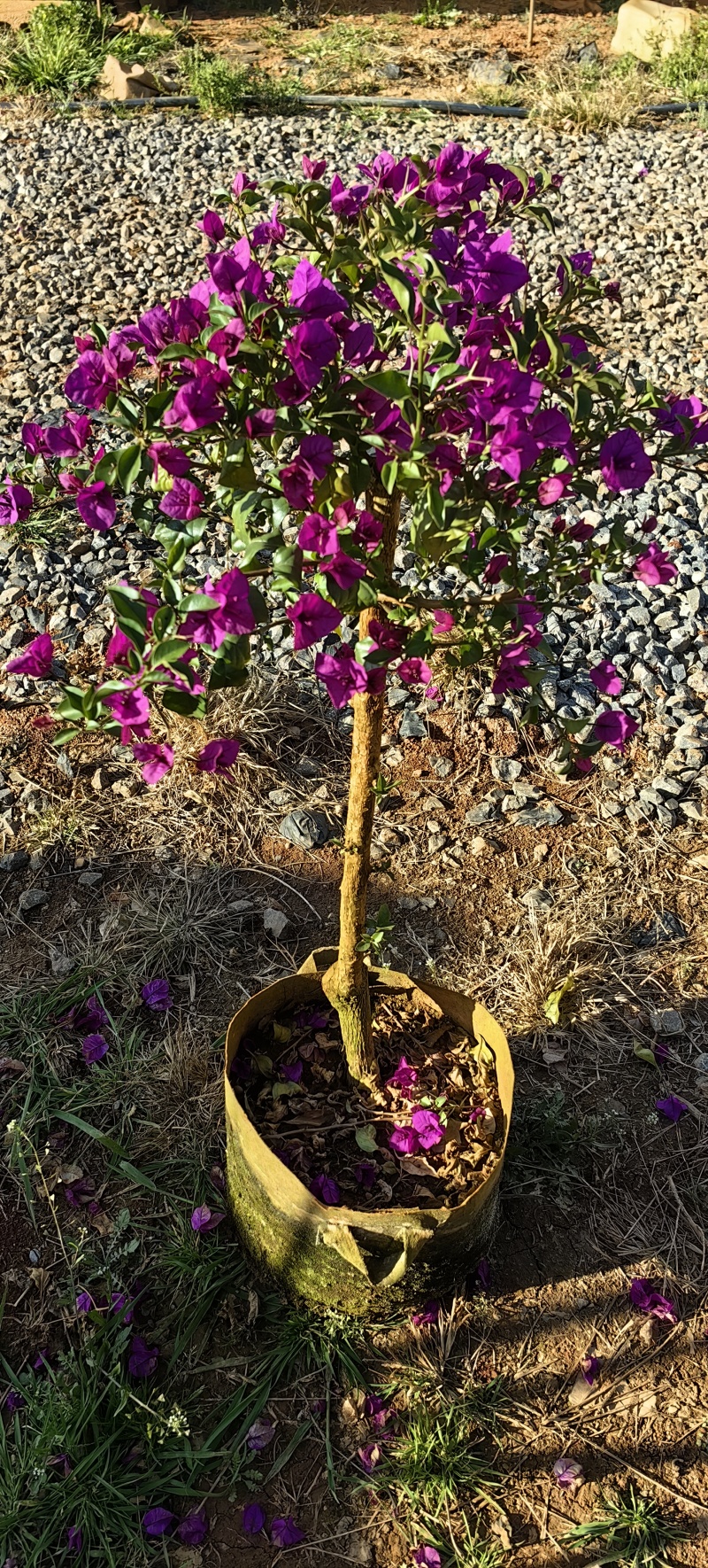 三角梅云南紫，勤花，爆花四季花品种，场地直销，