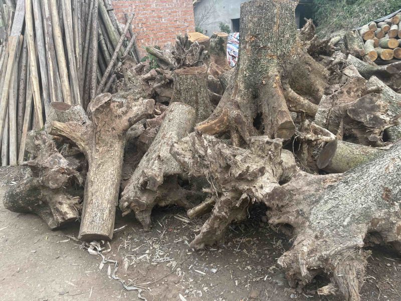 树根金丝楠树头树桩树疙瘩树蔸小叶桢楠