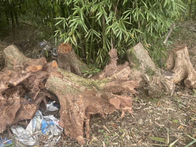 树根金丝楠树头树桩树疙瘩树蔸小叶桢楠
