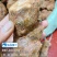 江西新鲜土茯苓中药材统货产地直供欢迎来电咨询