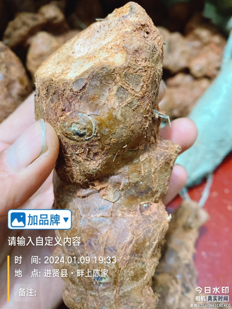 江西新鲜土茯苓中药材统货产地直供欢迎来电咨询