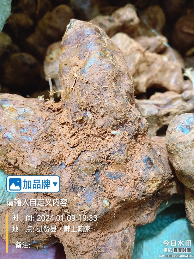 江西新鲜土茯苓中药材统货产地直供欢迎来电咨询