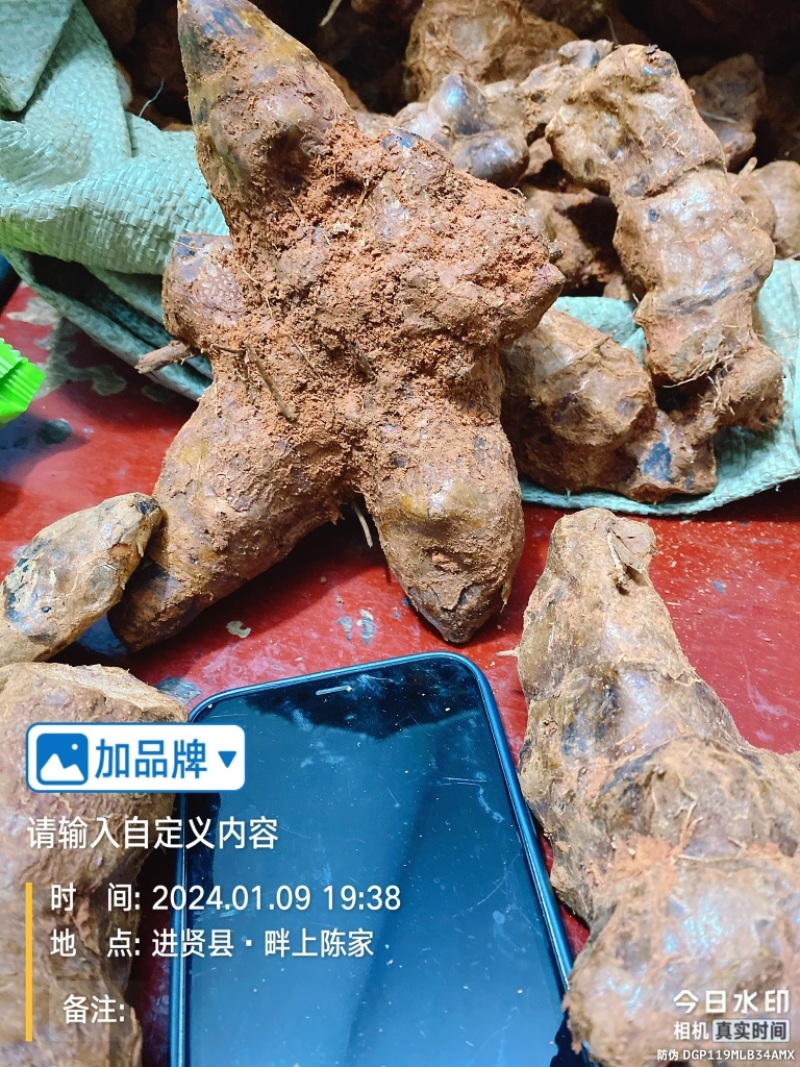 江西新鲜土茯苓中药材统货产地直供欢迎来电咨询